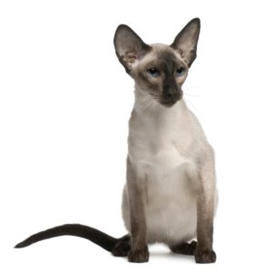 le chat balinais - supercroquettes